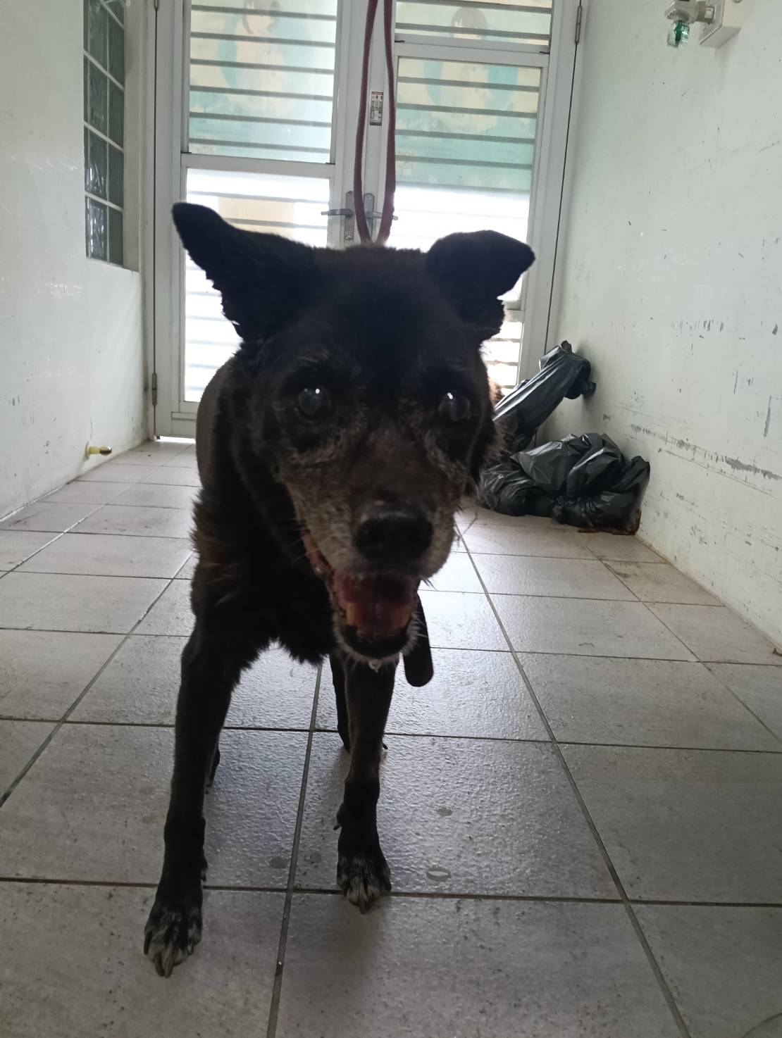 Black adult female mixed-breed dog, Medium, shelter no. …8002