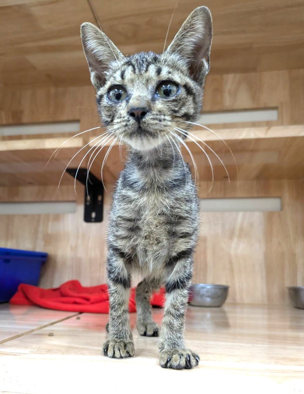 Pusang halo ang lahi (Lalaki, Bata, may guhit), Maliit, blg. ng shelter …8005