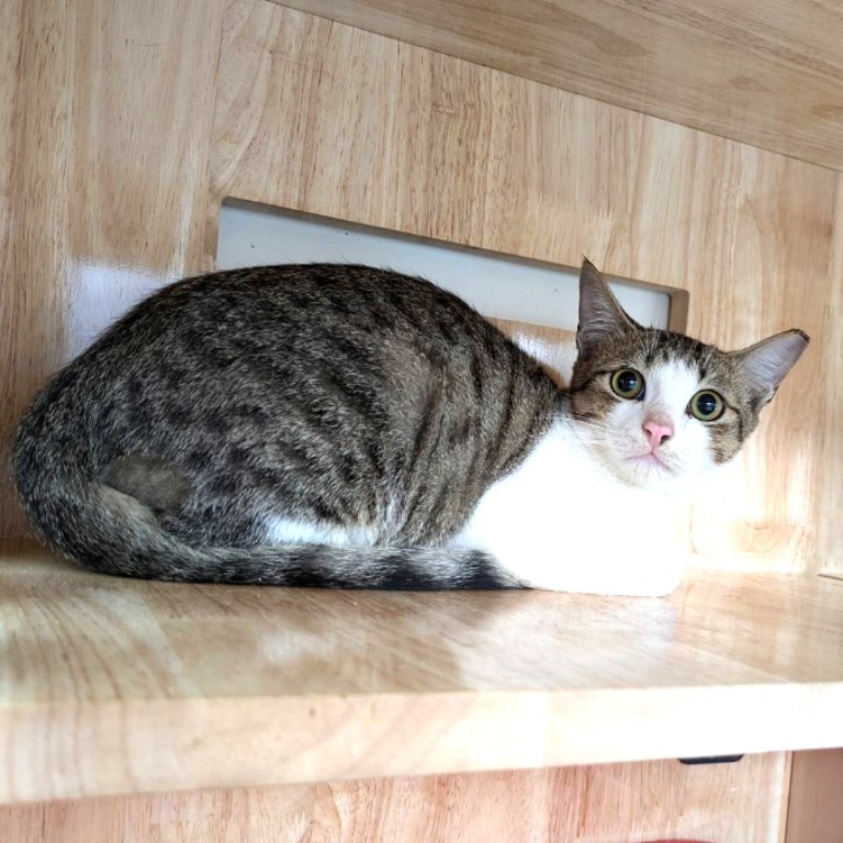 Tabby-and-white adult male mixed-breed cat, Medium, shelter no. …5003