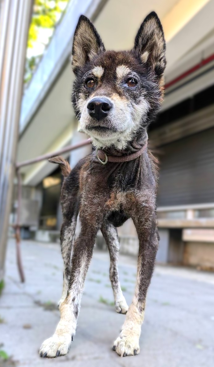 Black-and-tan adult female Shiba Inu, Medium, shelter no. …9002
