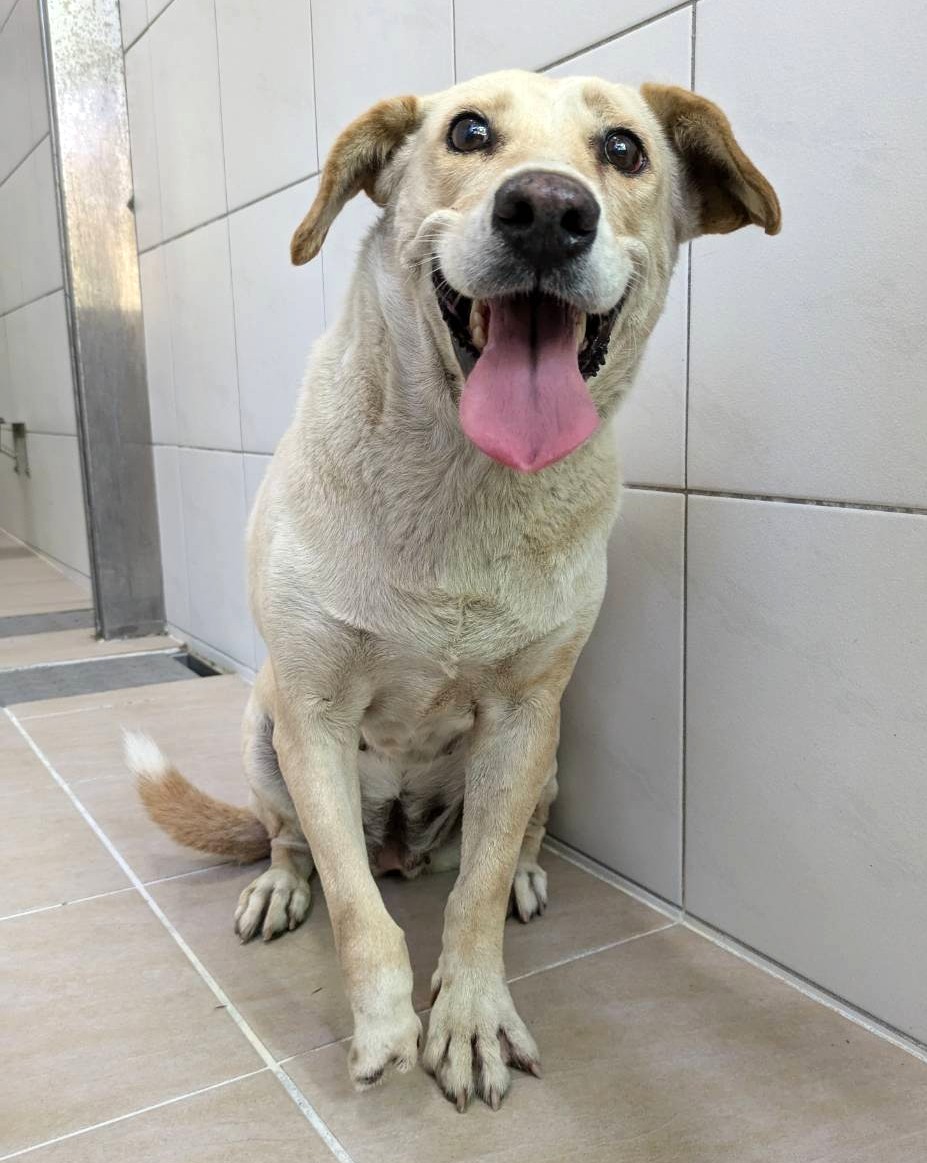 White adult female mixed-breed dog, Medium, shelter no. …9003