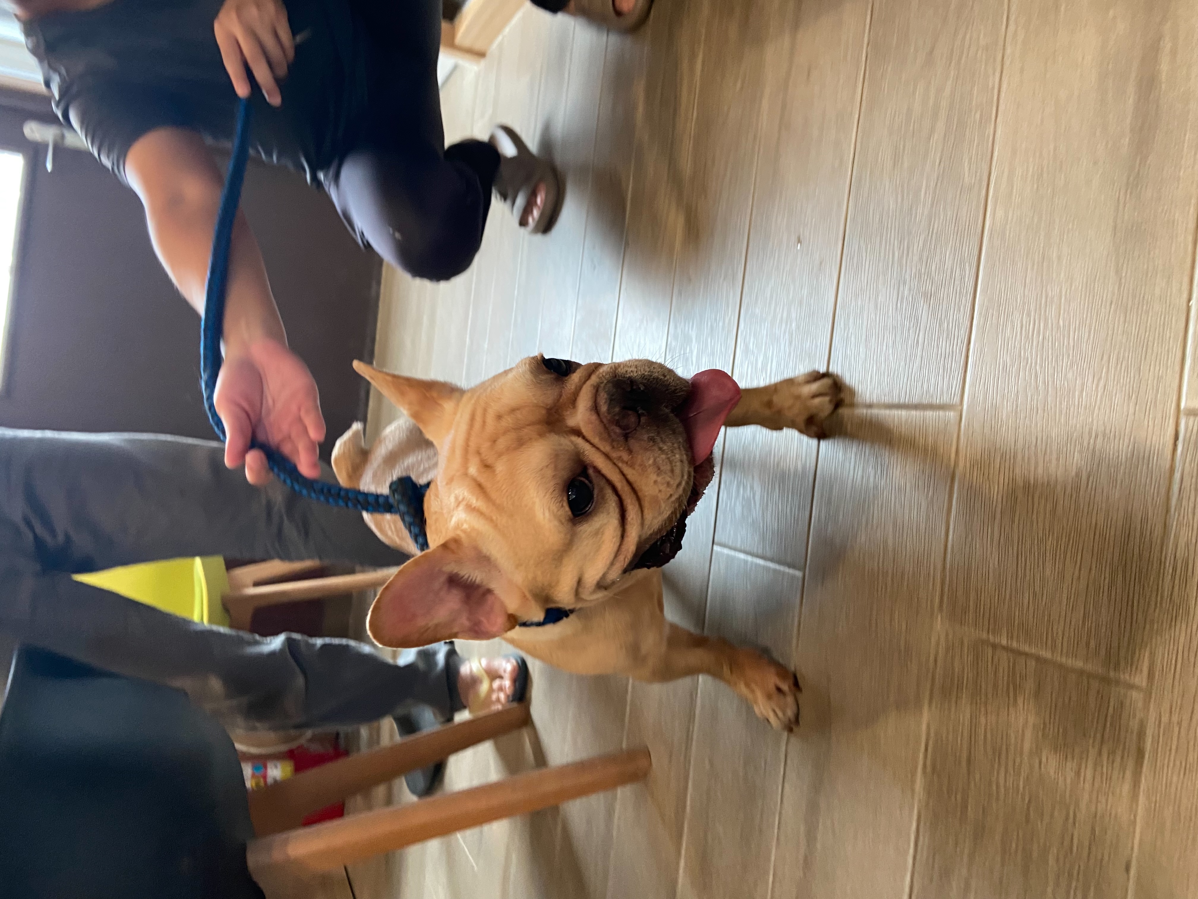 Tan adult male French Bulldog, Small, shelter no. …0002