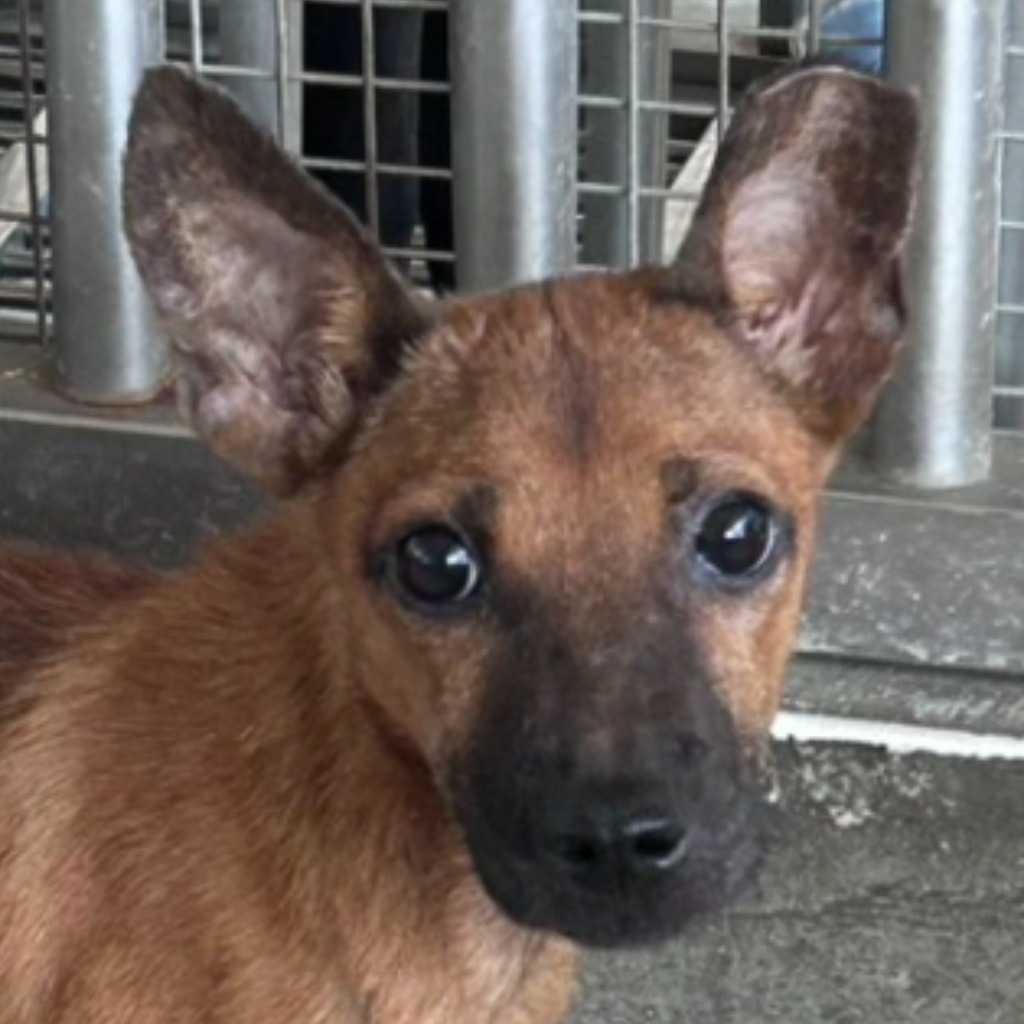 Tan young male mixed-breed dog, Small, shelter no. …6002