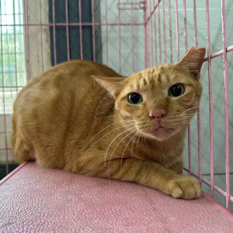 Orange tabby adult male mixed-breed cat, Medium, shelter no. …1106