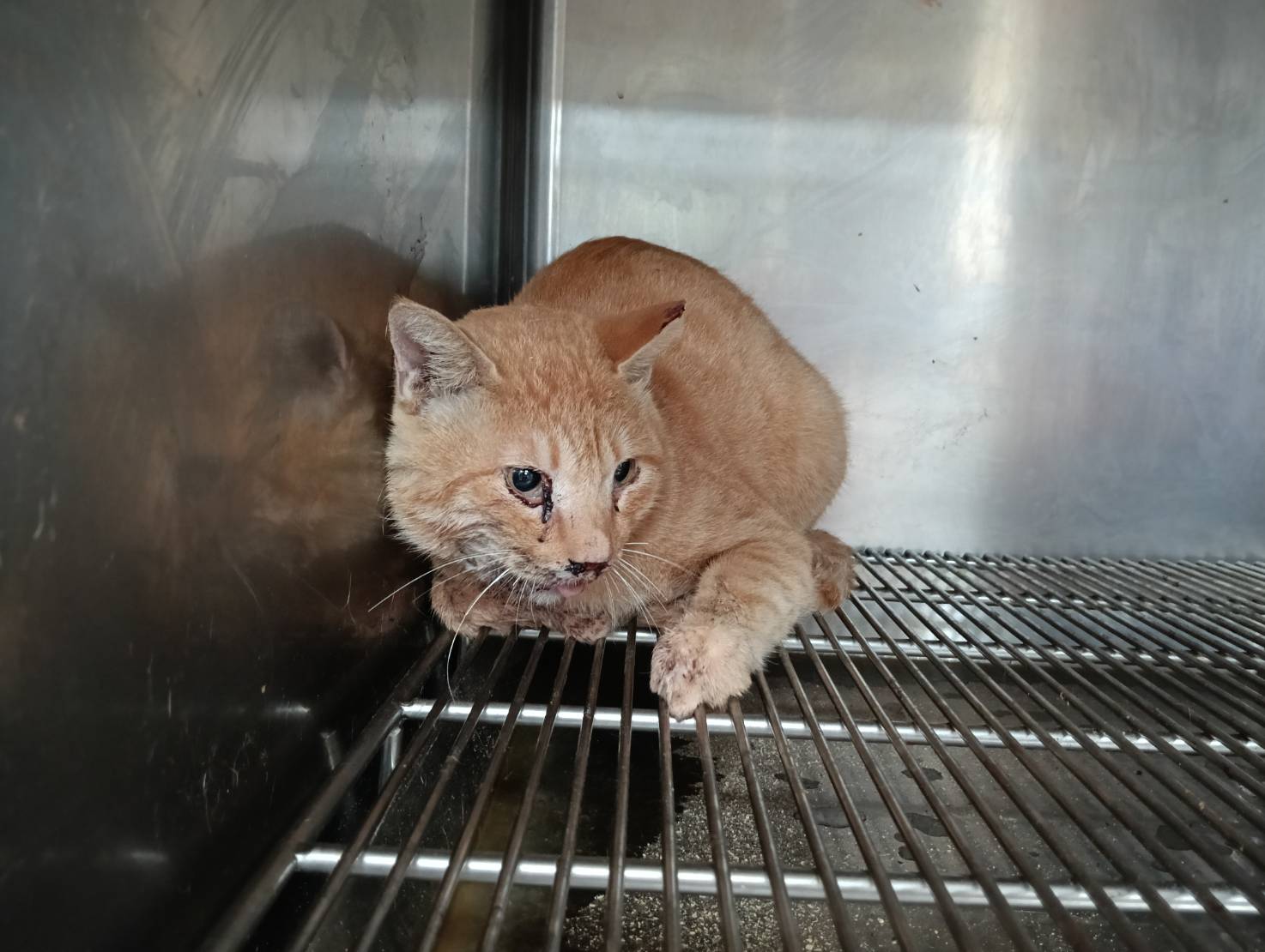 Orange adult male mixed-breed cat, Medium, shelter no. …8004
