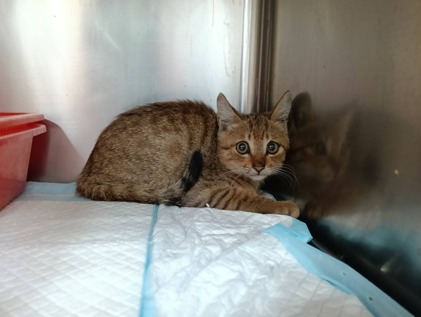 Orange tabby young male mixed-breed cat, Small, shelter no. …9001