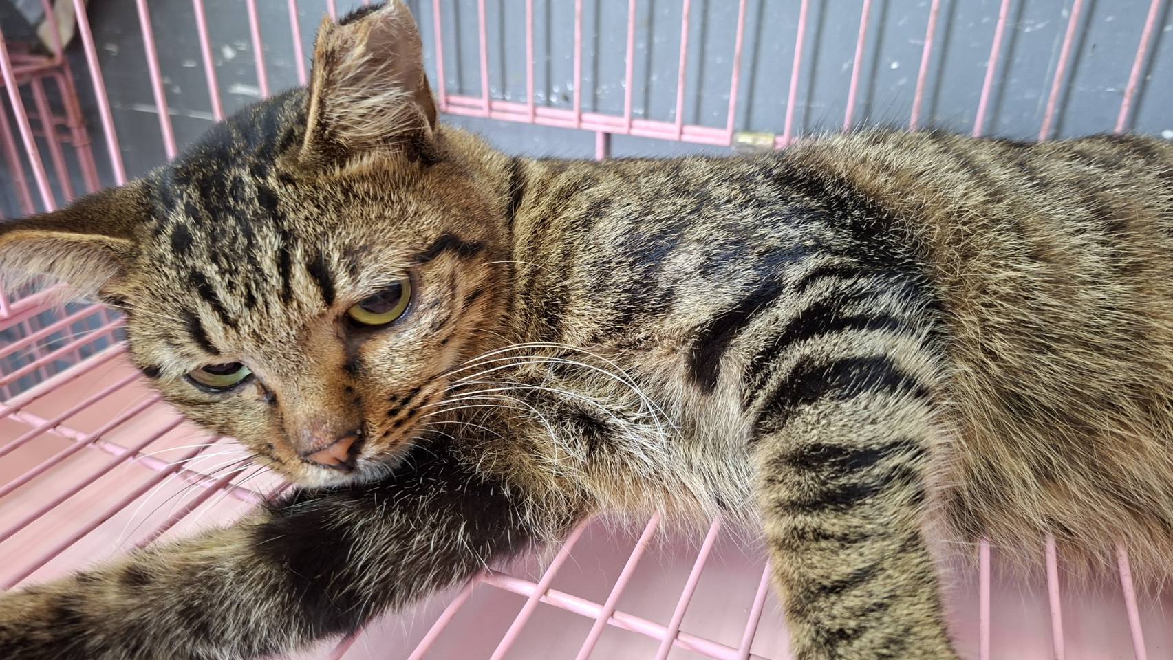 Pusang halo ang lahi (Lalaki, Matanda na, may guhit), Maliit, blg. ng shelter …2008