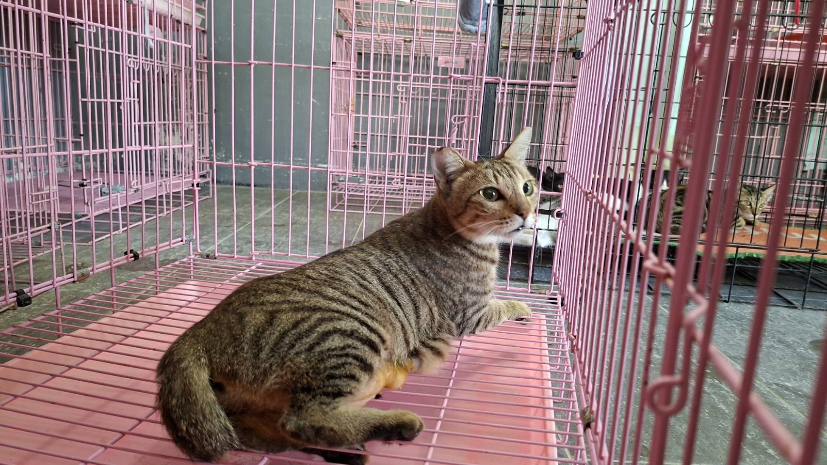 Tabby young female mixed-breed cat, Small, shelter no. …2009