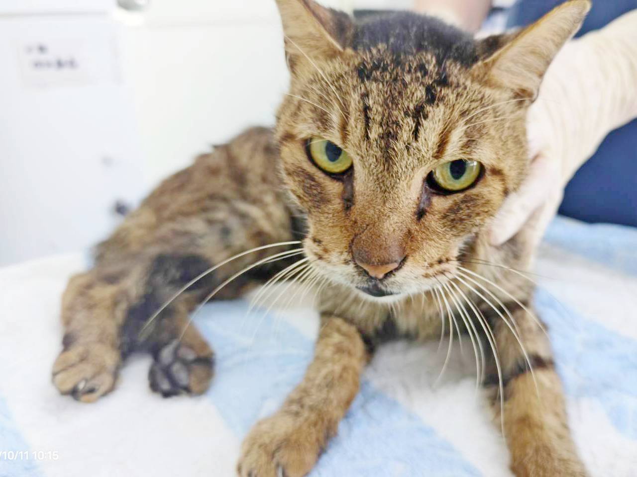 Tabby adult male mixed-breed cat, Medium, shelter no. …1104