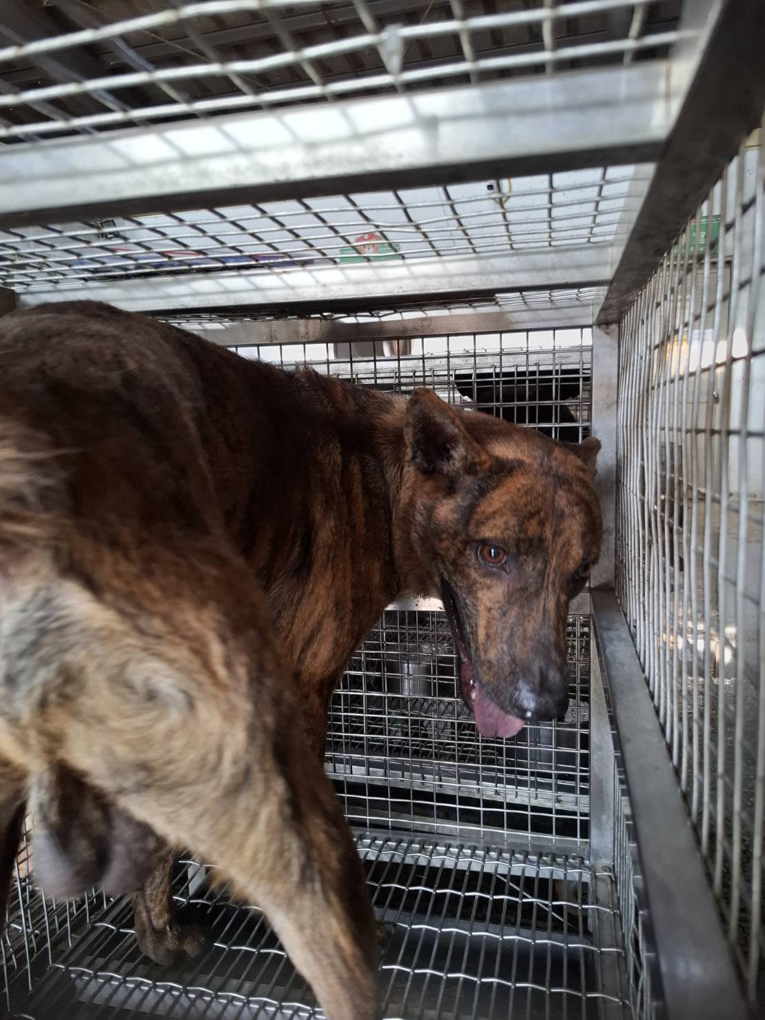 Tabby adult male mixed-breed dog, Large, shelter no. …2-01