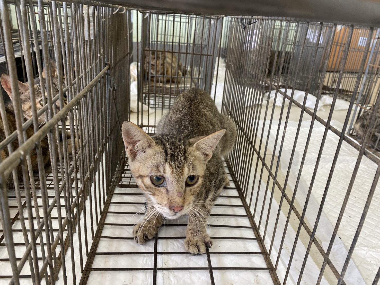 Young male mixed-breed cat, Small, shelter no. …0C01