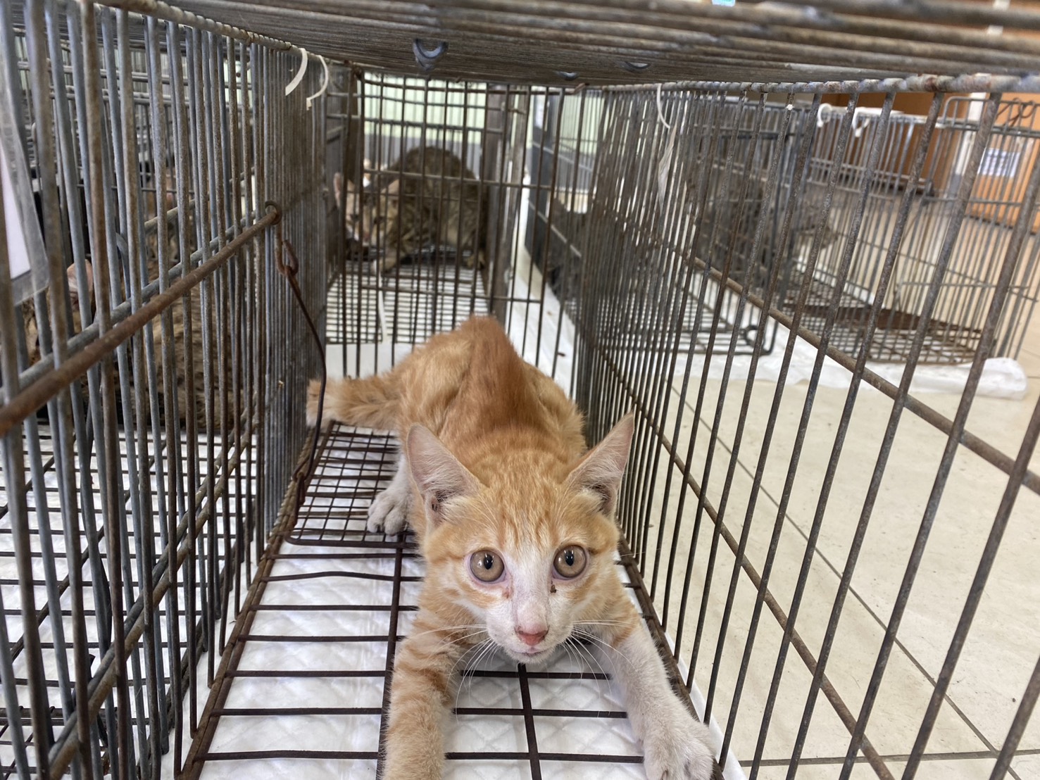 Young male mixed-breed cat, Small, shelter no. …0C05