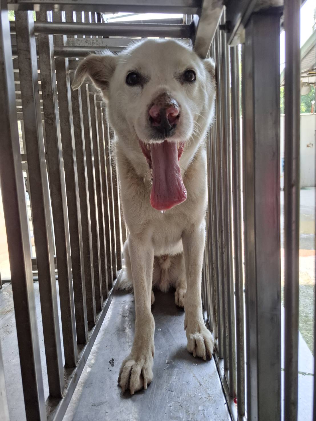 White adult male mixed-breed dog, Medium, shelter no. …2-04