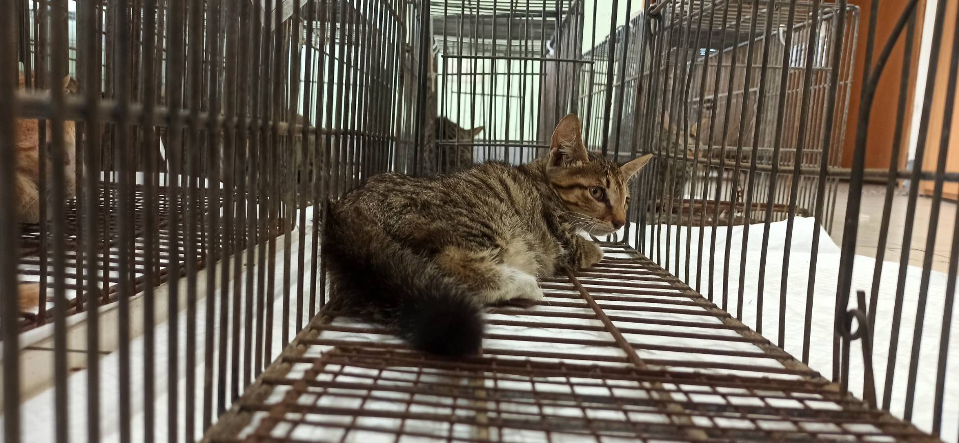 Young female mixed-breed cat, Small, shelter no. …0C06