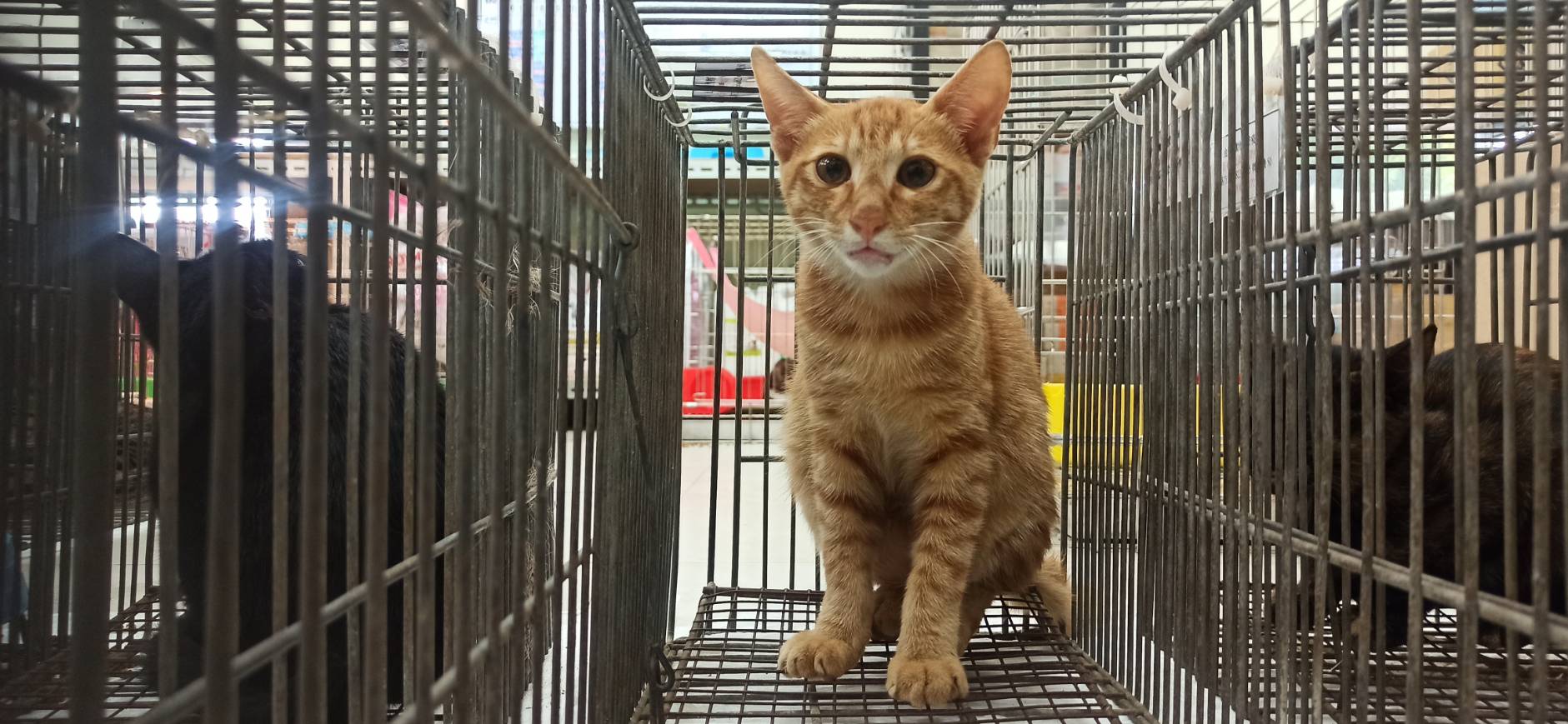 Pusang halo ang lahi (Lalaki, Bata, dilaw at may guhit), Maliit, blg. ng shelter …0C07