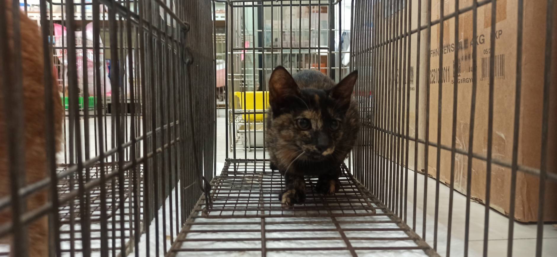 Young female mixed-breed cat, Small, shelter no. …0C09