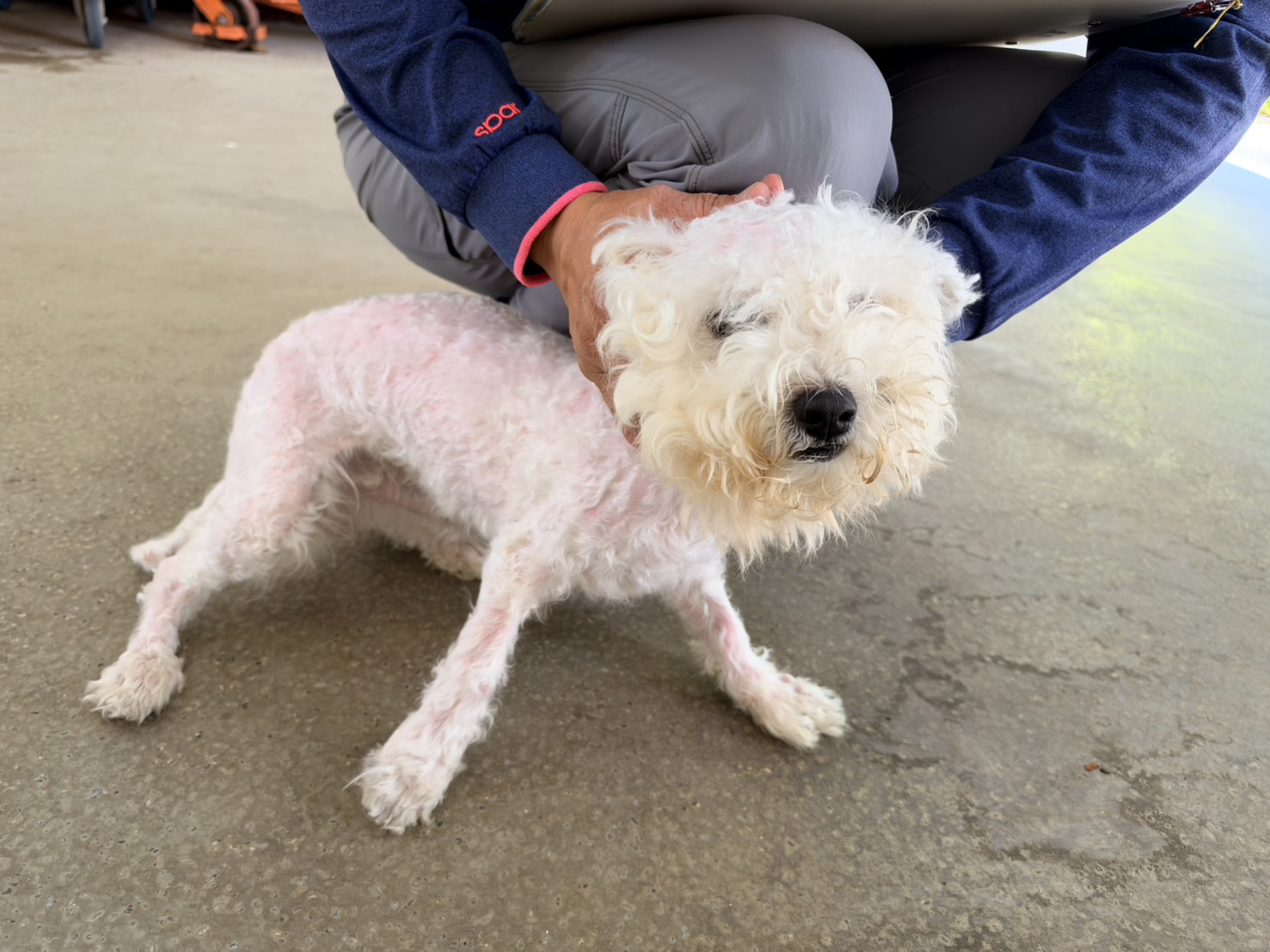 White adult male Bichon Frisé, Small, shelter no. …2002