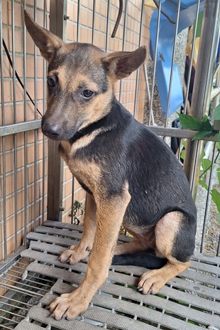 Black-and-tan adult female mixed-breed dog, Medium, shelter no. …0010
