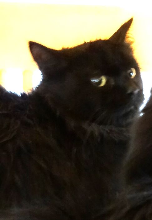 Black young mixed-breed cat, Medium, shelter no. …1712