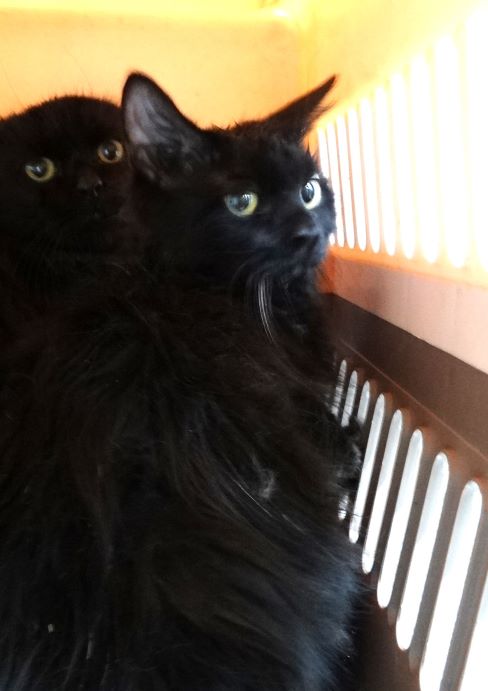 Black young mixed-breed cat, Medium, shelter no. …1713