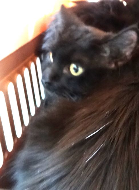 Black young mixed-breed cat, Medium, shelter no. …1714