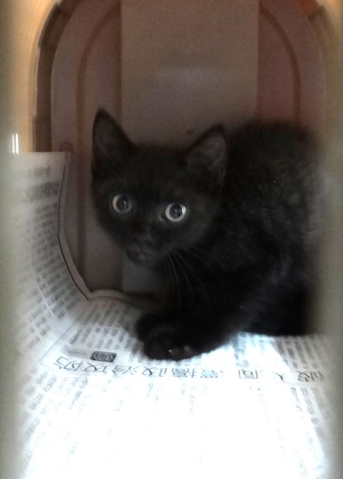 Black young mixed-breed cat, Small, shelter no. …1715