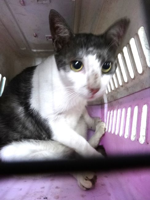 Black-and-white adult mixed-breed cat, Large, shelter no. …1716