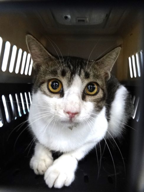 Tabby-and-white adult mixed-breed cat, Large, shelter no. …1717
