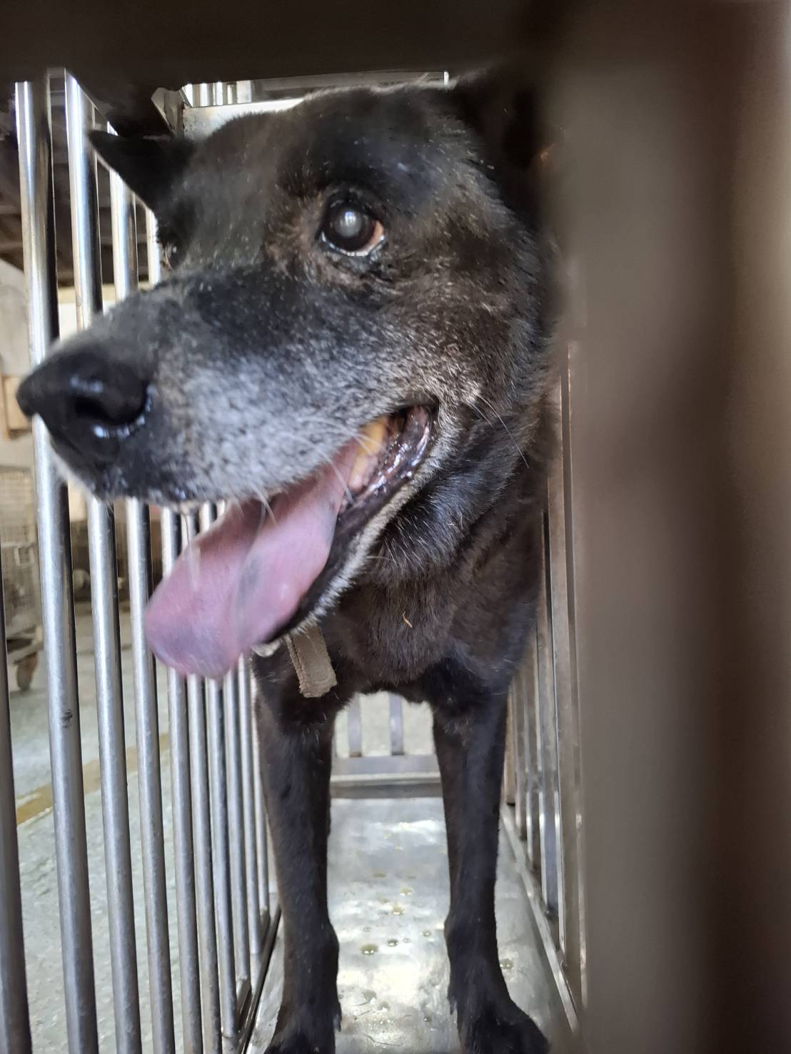 Black adult male mixed-breed dog, Medium, shelter no. …2-06