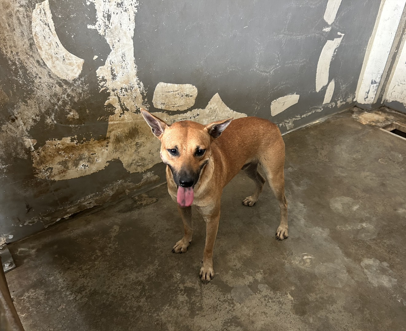 Tan adult male mixed-breed dog, Medium, shelter no. …2002