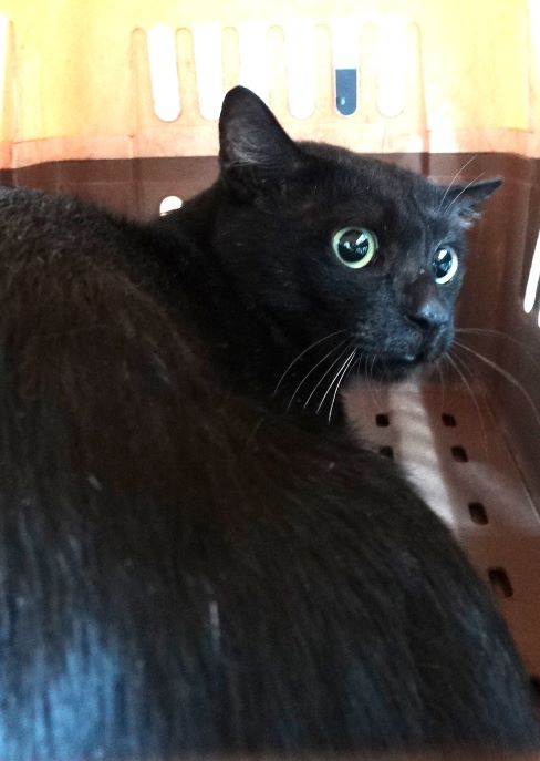 Black adult mixed-breed cat, Large, shelter no. …1719