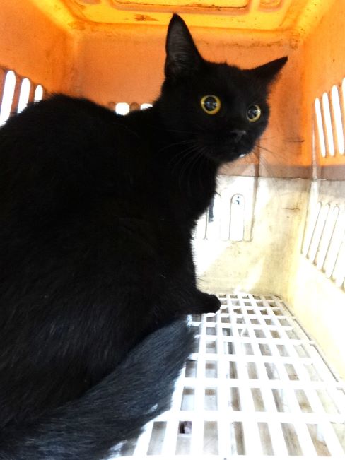 Black adult mixed-breed cat, Large, shelter no. …1720