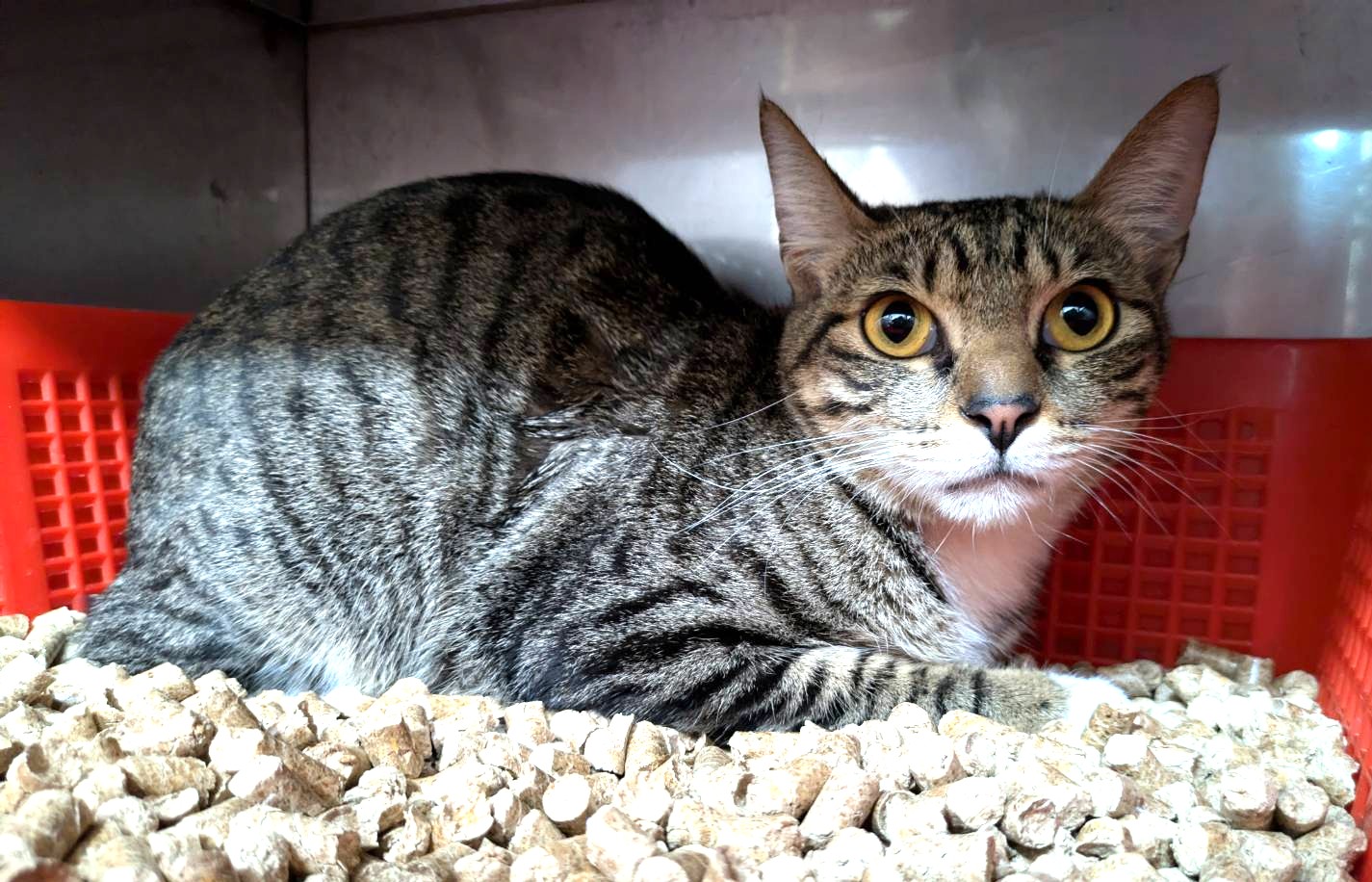 Tabby-and-white adult female mixed-breed cat, Medium, shelter no. …2003