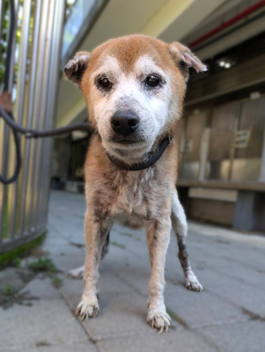 Tan-and-white adult male Shiba Inu, Medium, shelter no. …2004