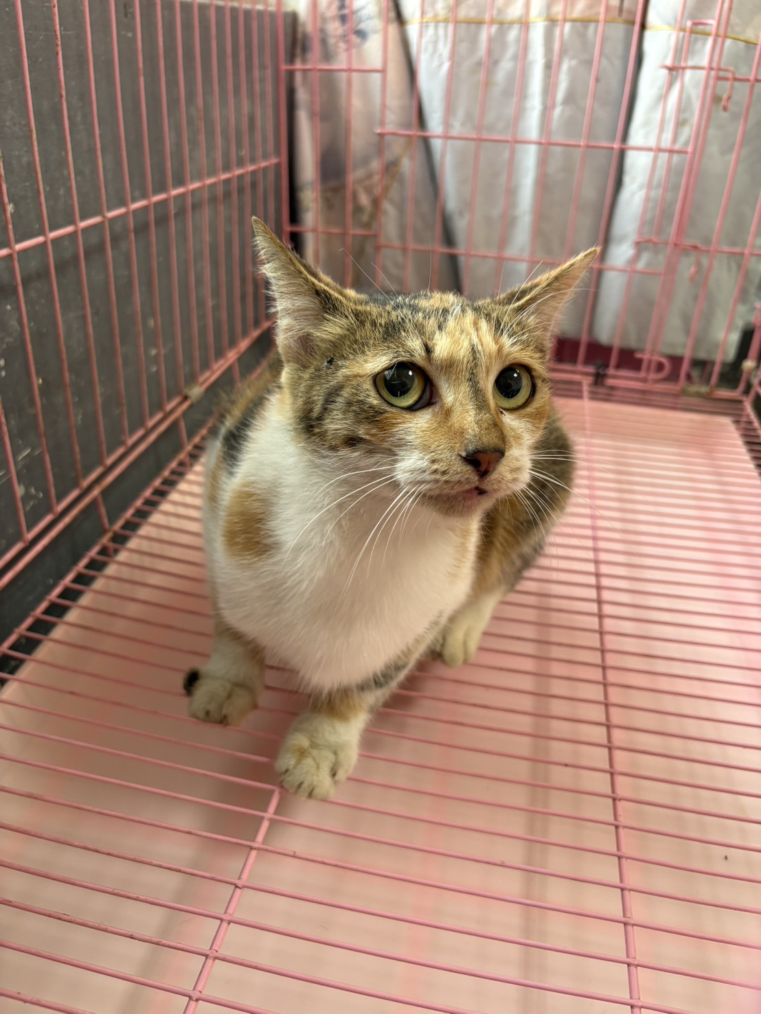 Calico adult female mixed-breed cat, Medium, shelter no. …3007