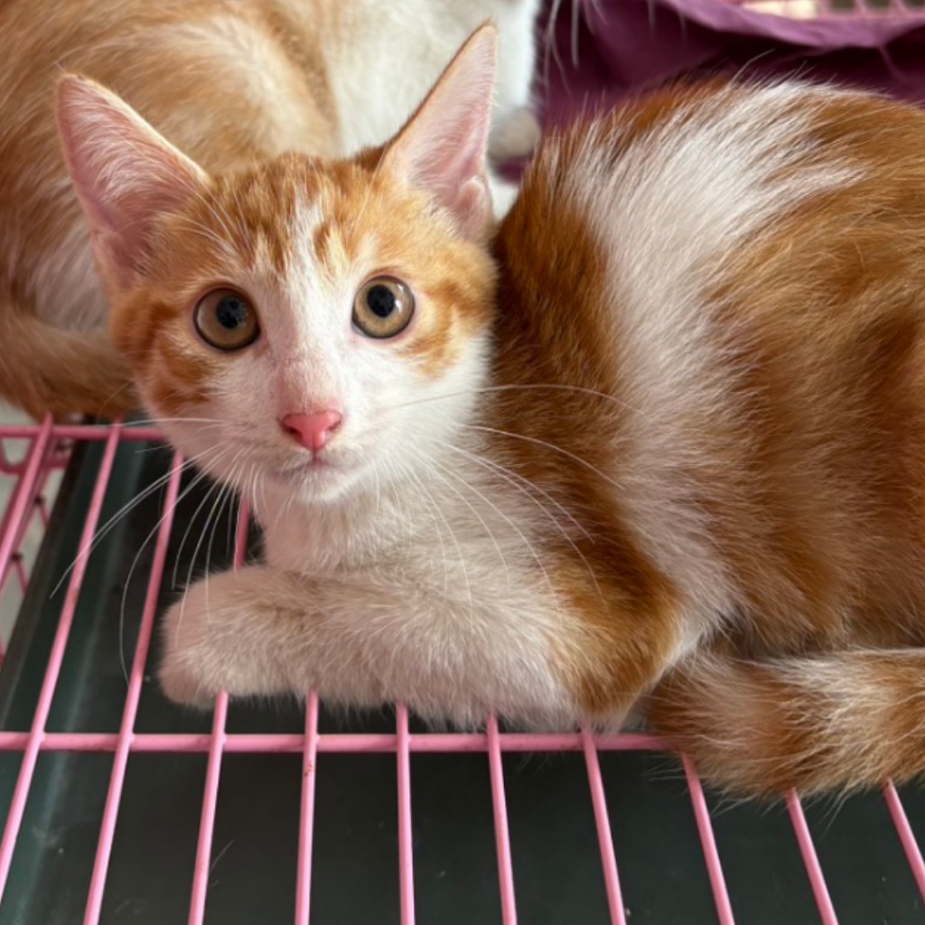Orange-and-white adult female mixed-breed cat, Medium, shelter no. …3009