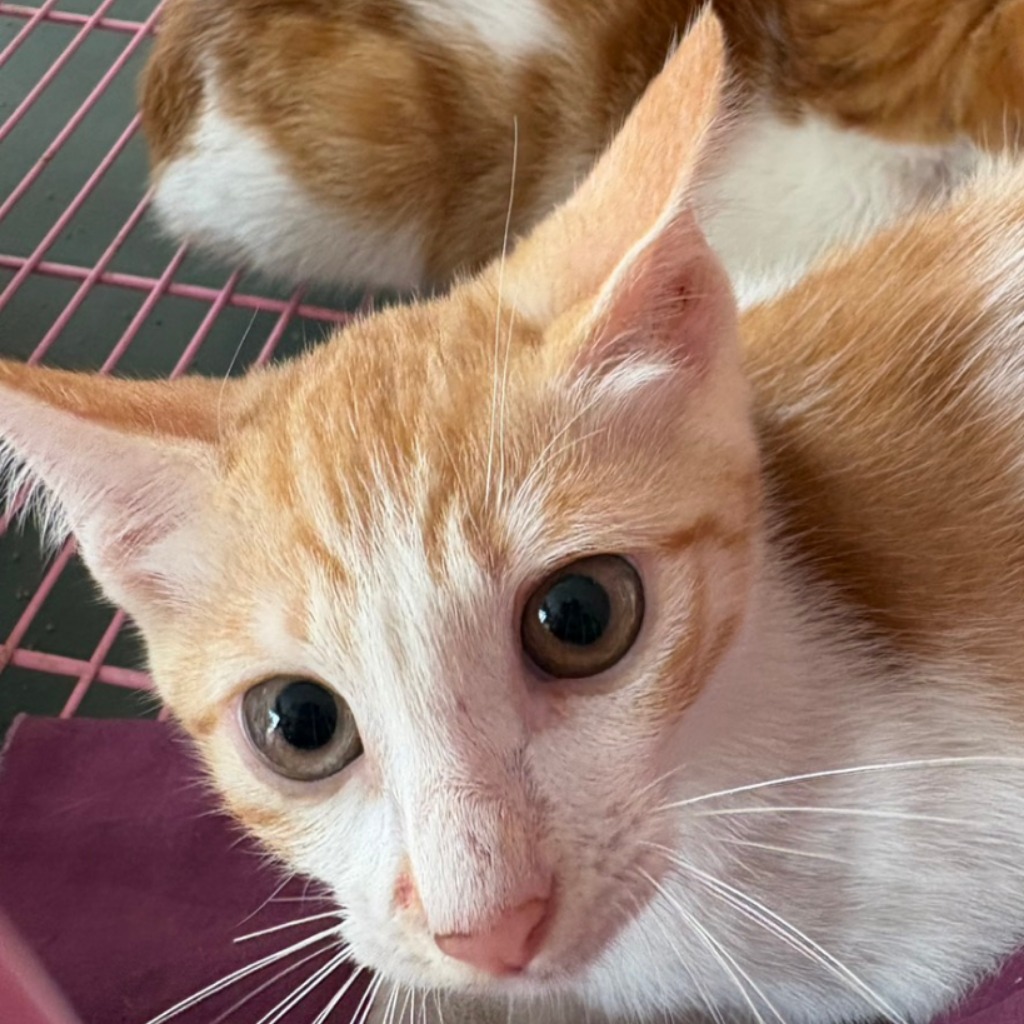 Orange-and-white adult female mixed-breed cat, Medium, shelter no. …3010