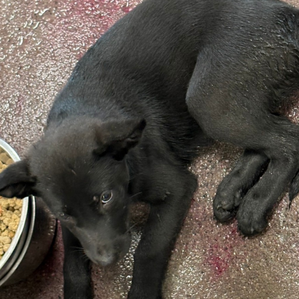 Black adult male mixed-breed dog, Medium, shelter no. …3011