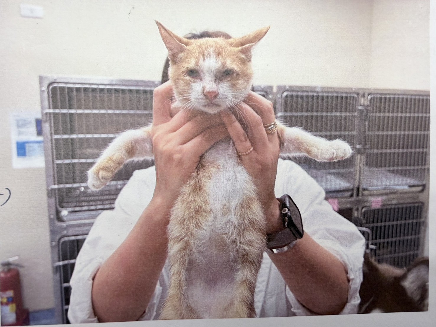 Orange-and-white young male mixed-breed cat, Small, shelter no. …3003