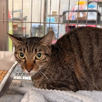 Tabby adult mixed-breed cat, Large, shelter no. …3001