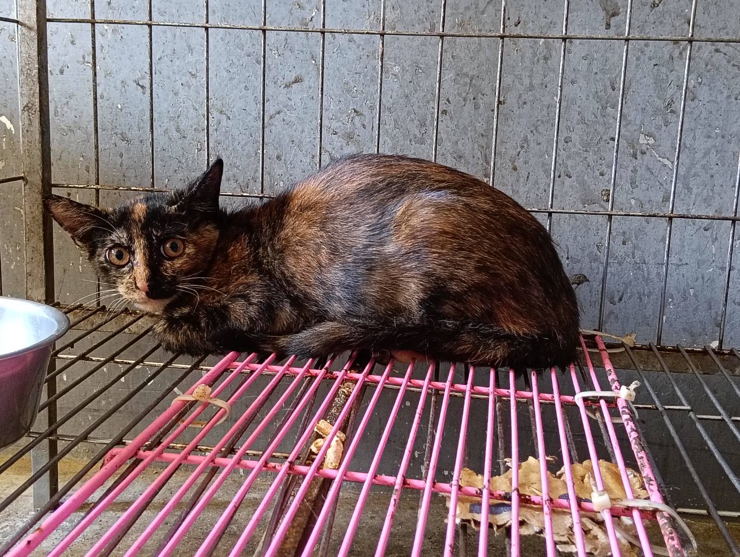 Adult female mixed-breed cat, Medium, shelter no. …3001