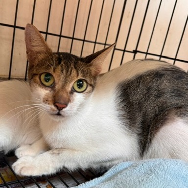 Tabby-and-white adult female mixed-breed cat, Large, shelter no. …3002