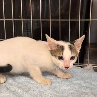 Tabby-and-white young mixed-breed cat, Small, shelter no. …3004