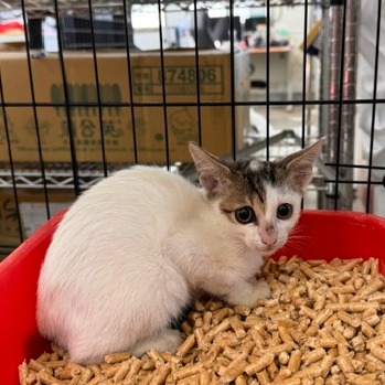 Tabby-and-white young mixed-breed cat, Small, shelter no. …3005