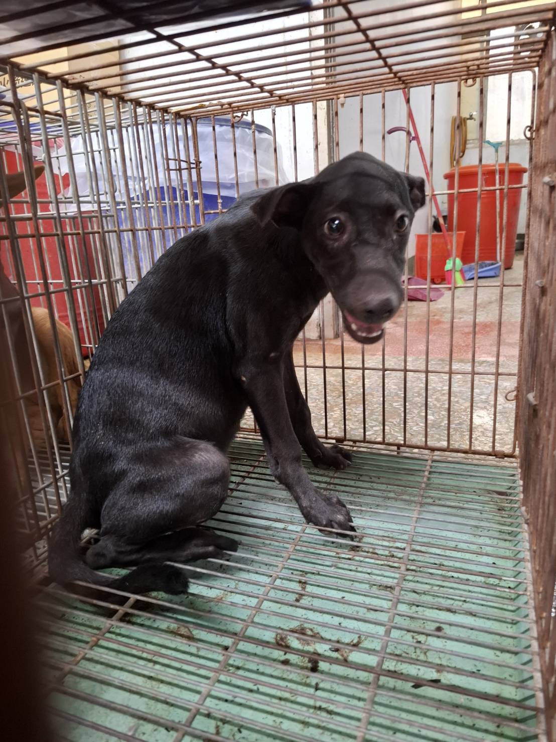 Black young female mixed-breed dog, Medium, shelter no. …3-06