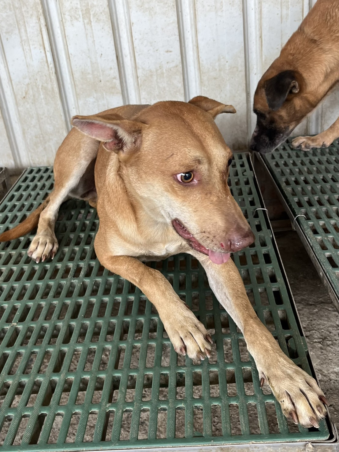 Tan adult female mixed-breed dog, Medium, shelter no. …3002