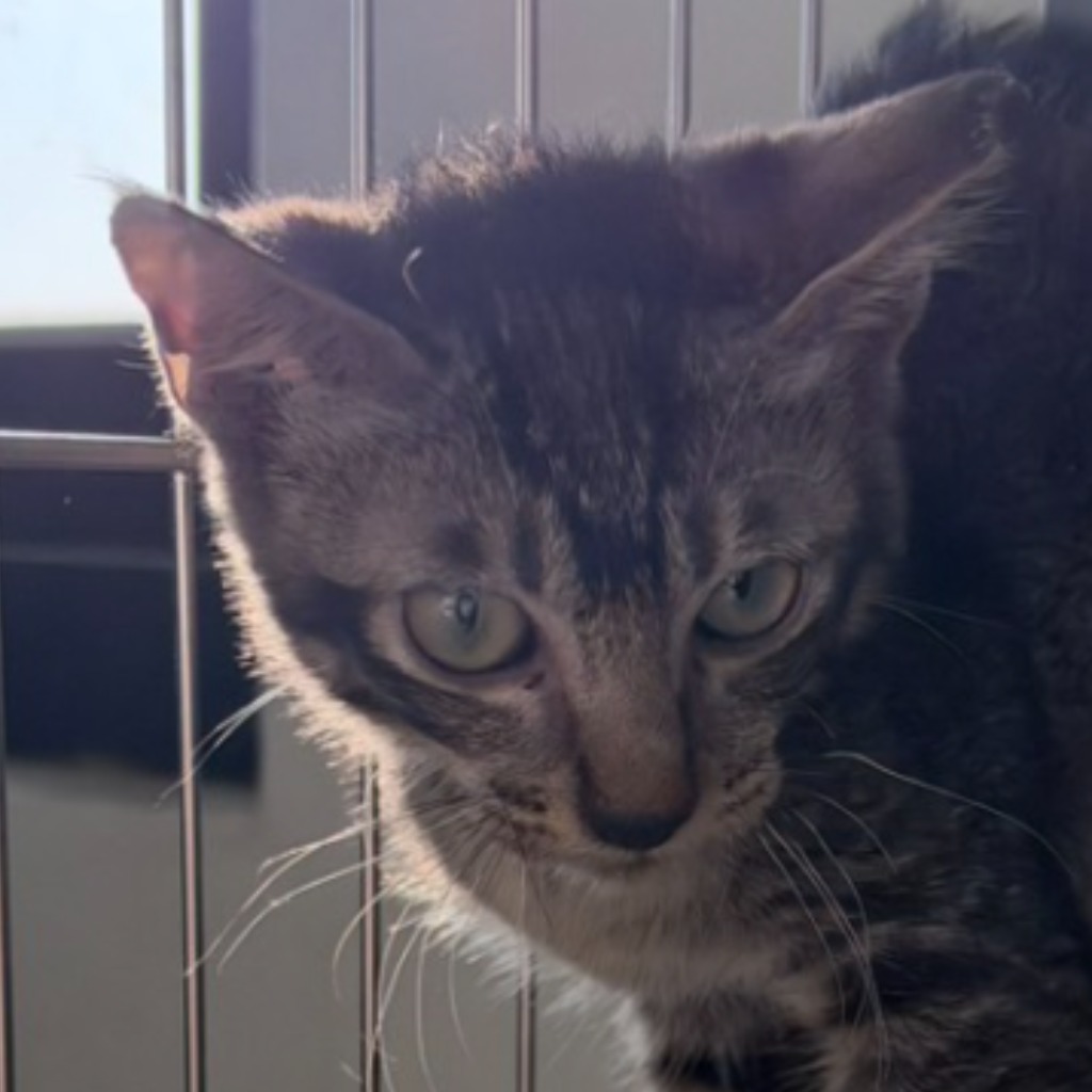 Tabby young male mixed-breed cat, Small, shelter no. …2C09