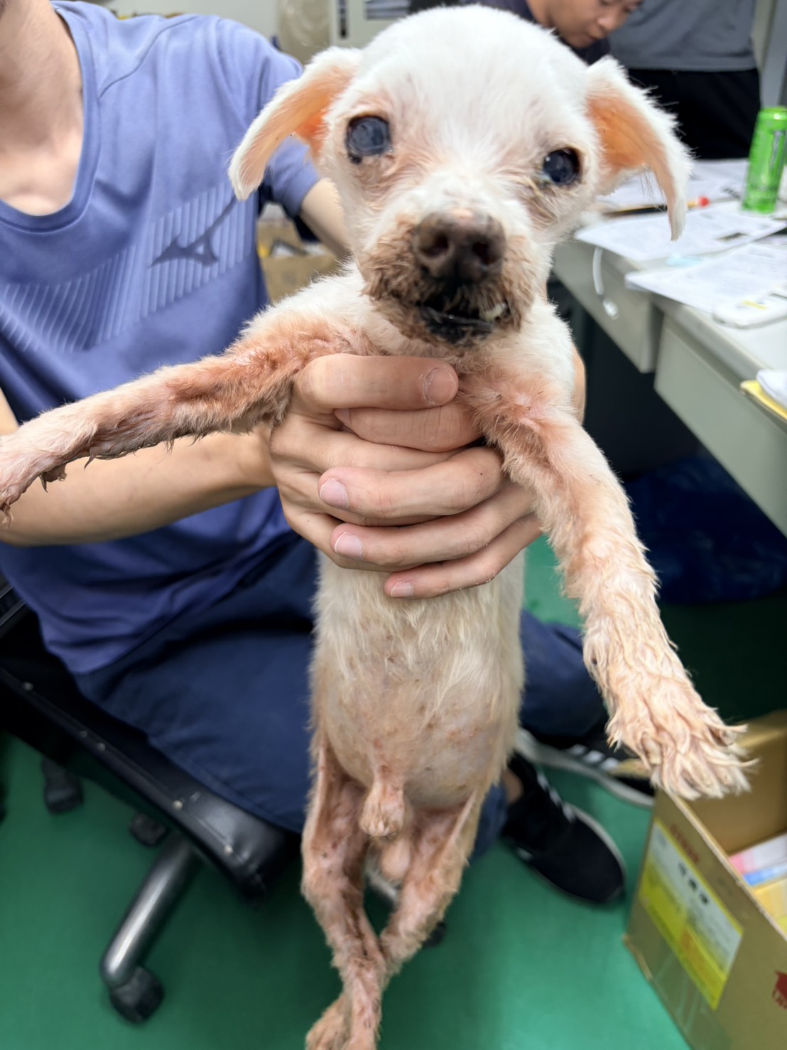 White adult male Maltese, Small, shelter no. …3004