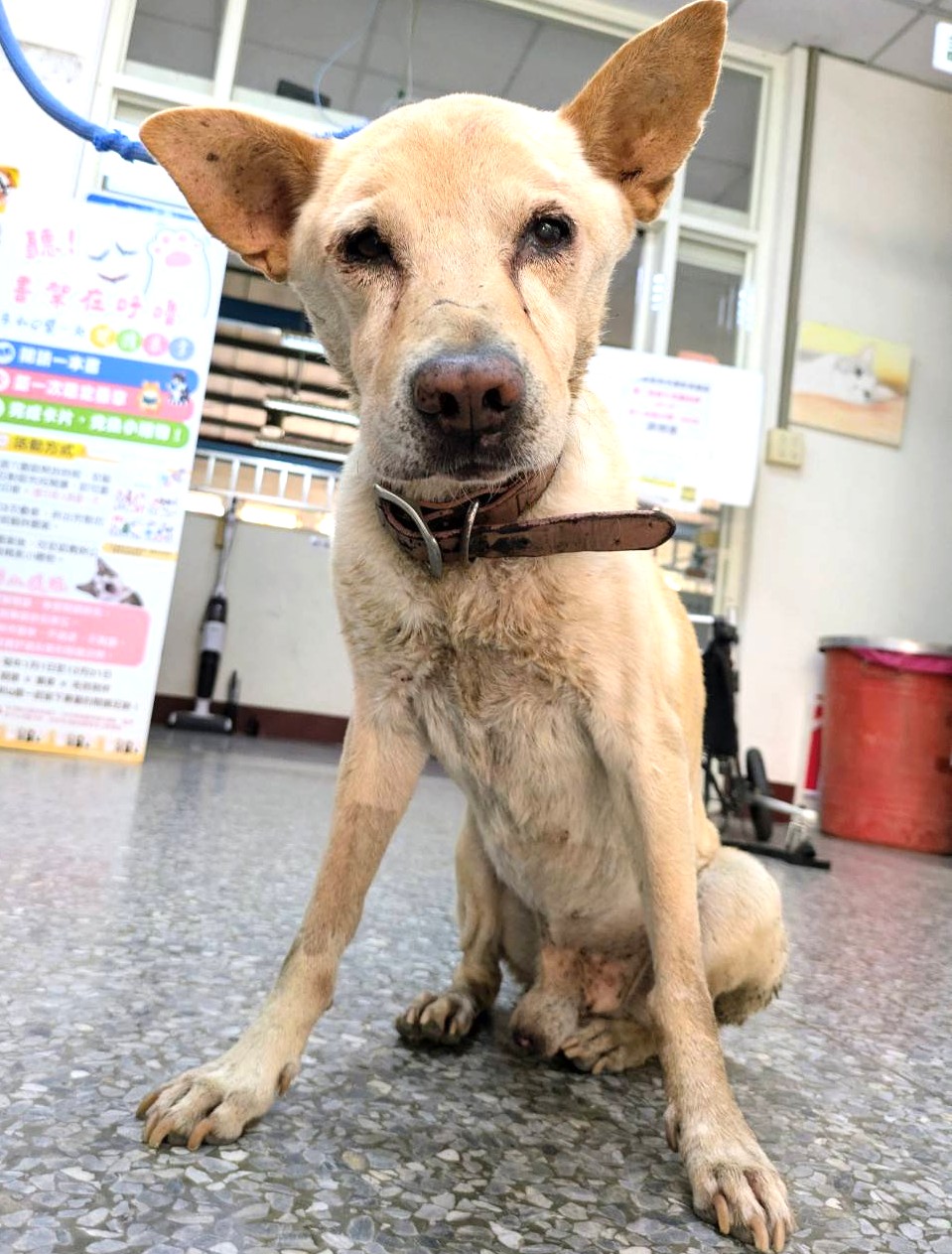 Tan adult male mixed-breed dog, Medium, shelter no. …3002