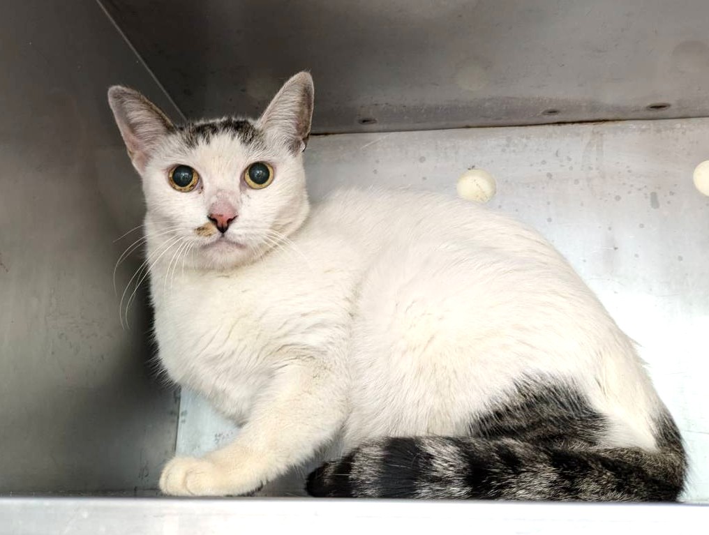 Tabby-and-white adult female mixed-breed cat, Medium, shelter no. …1002